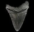 Fossil Megalodon Tooth - Georgia #65769-2